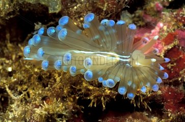 Sea slug in the Mediterranean Sea Port-Cros NP France