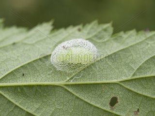 Sawfly cocoon on a leaf