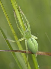 Green huntsman spinde female on grass
