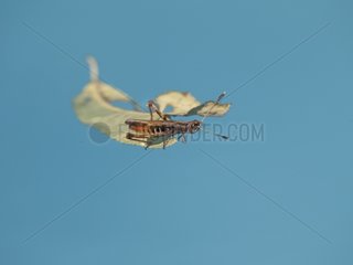 Grasshopper on a leaf floating on water