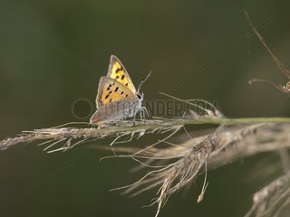 American copper butterfly on a grass stem