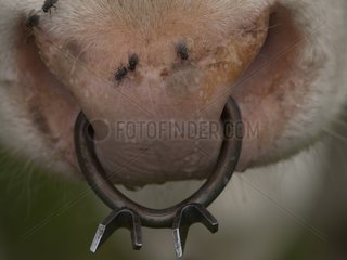 bull-ring on a montbéliarde heifer