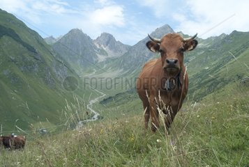 Tarentaise cow with alpine valley background