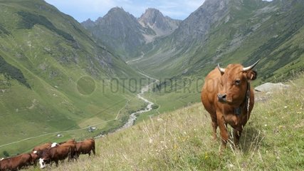 Tarentaise and abondance cows with alpine valley background