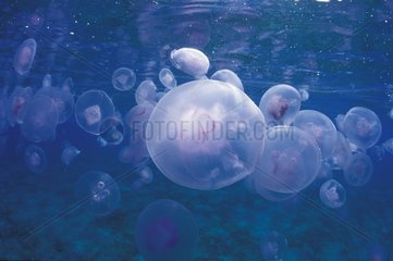 School Jellyfishes in the Mediterranean in France