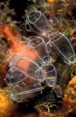 Light bulb sea squirt in Mediterranean sea Monaco