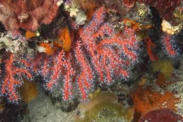 Red coral polyps opened in Mediterranean sea Monaco
