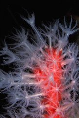 Polyps of Red coral in Mediterranean sea France