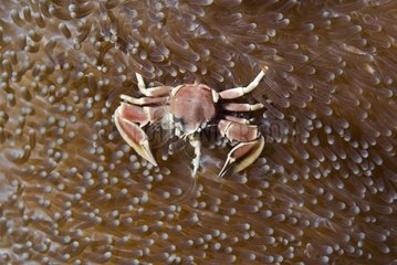Porcelain anemone crab in Maldives