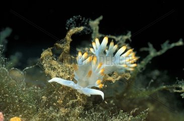 White Flabellina in Mediterranean sea Alpes-Maritimes