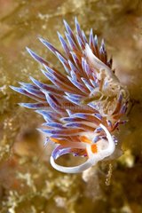 Sea slug depositing an egg ribbon in the Mediterranean sea