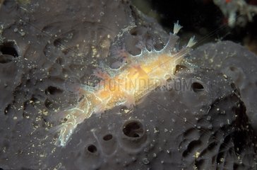 Nudibranch in the Mediterranean sea Alpes-Maritimes