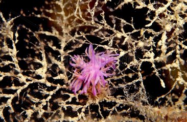 Purple Flabellina feeding Hydroids in the Mediterranean