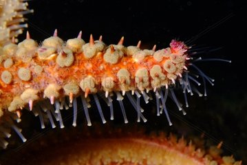 Tube feet of spiny starfish in Mediterranean sea France