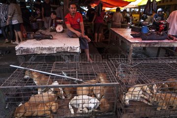 Dogs in cage for food Market Tomohon Sulawesi