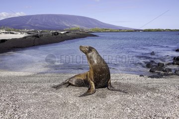 Galapagos sea lion on beach Fernandina Island
