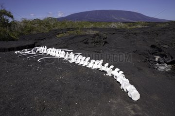 Marine mammal skeleton Fernandina island Galapagos