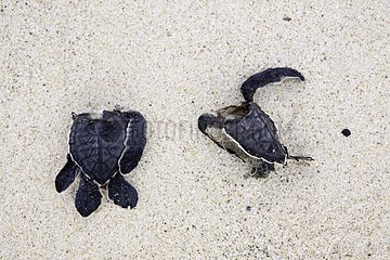Dead baby turtles carapace Floreana island Galapagos