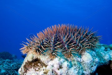 Crown-of-Thorns feeding on a hard coral Moorea Polynesia