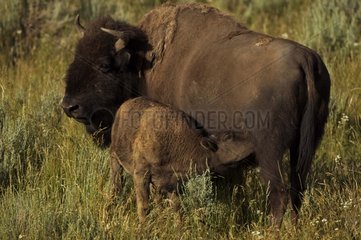 Bison Calf Nursing Wyoming USA