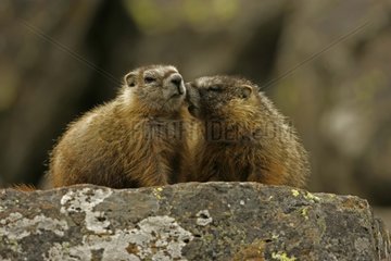 Young Yellow-bellied Marmots on a rock Wyoming USA