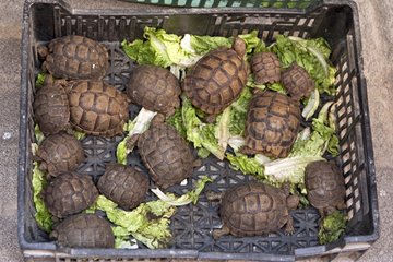Tortoises for sale market Medina of Fez Morocco