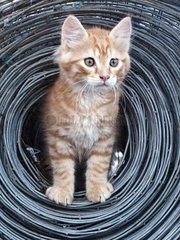 Red kitten in a roll of wire