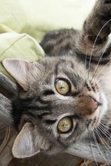 Portrait of Tabby Kitten
