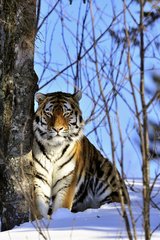 Siberian tiger sitting against a tree trunk