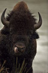 Bison male Wyoming USA