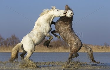 Stalions Camargue horses fighting in a swamp in winter