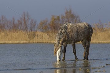 Stalion Camargue horse drinking in a swamp in winter