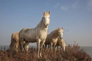 Camargue horses feeding in a swamp in winter