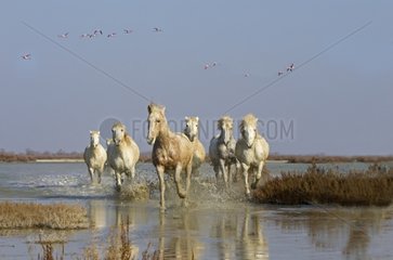 Camargue horses running in a swamp in winter