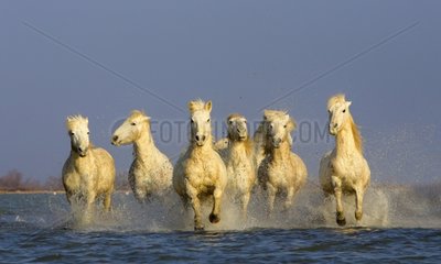 Camargue horses running in a swamp in winter
