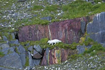 Arctic fox walking on the coast Hinlopenstretet Svalbard