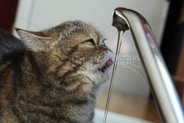 Cat drinking from the tap