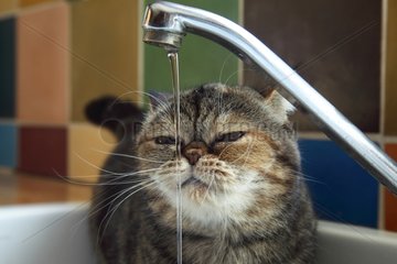 Cat drinking from the tap
