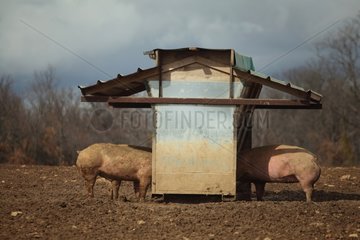 Breeding Pigs Ventoux Provence France