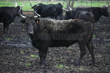 Breeding bulls Camargue France