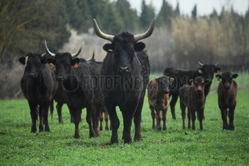 Breeding bulls Camargue France