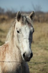 Portrait of Horse Camargue in meadow France