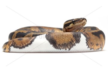 Royal Python 'Piedbal' on white background