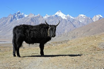 Cow before the Himalayan peaks Village Karcha India