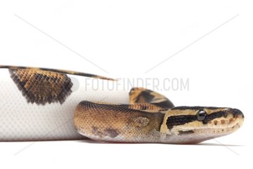 Portrait of Royal Python 'Piedbal' on white background