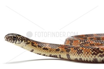 Florida king snake 'High Red Mosaic' on white background