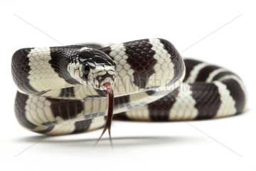 California king snake on white background