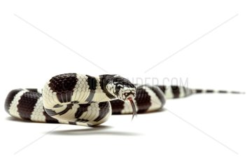 California king snake on white background