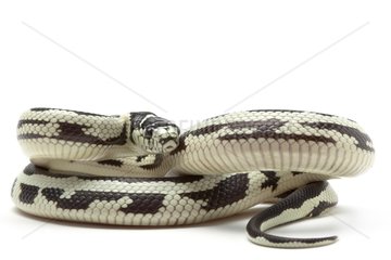 Common King Snake 'Reverse Stripe' on white background
