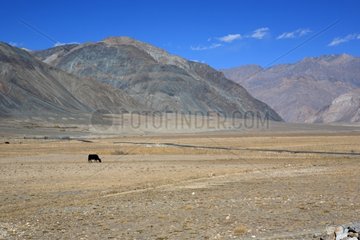 Cow in the valley landscape of Zanskar in India